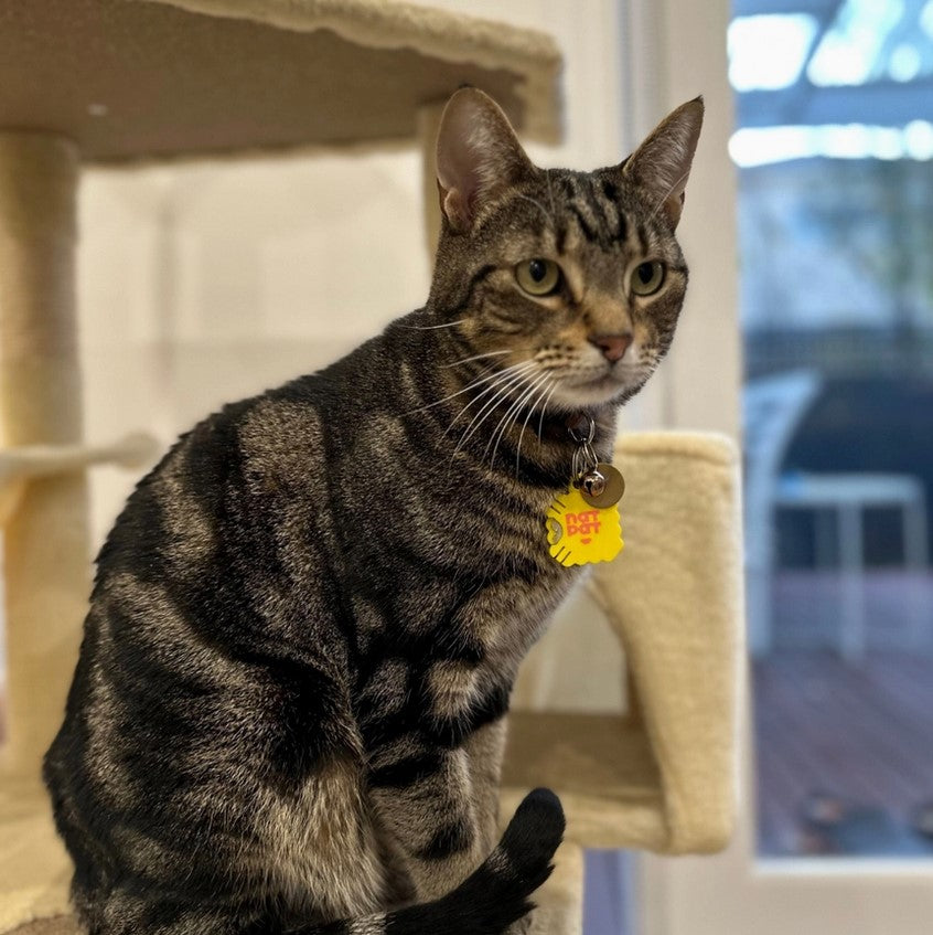 Tabby cat with a yellow nat pat locket sticker sitting on a cat tree