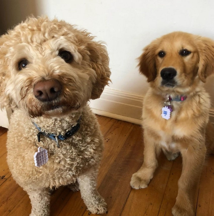 Two dogs, one with curly fur and the other with straight fur, standing on a wooden floor.