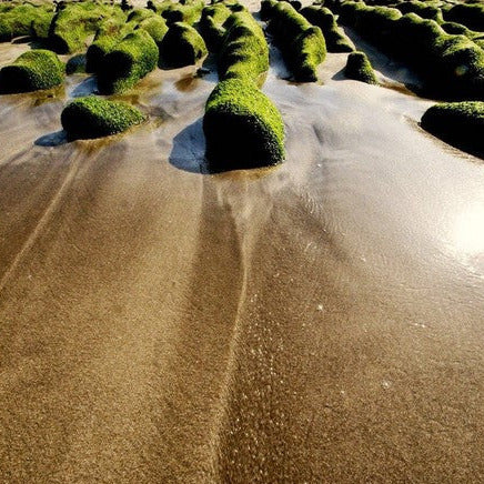 Formulated with Astaxanthine, a micro-algae that is naturally dense with antioxidants. This powerful conditioner bar component helps detoxify and protect the scalp's deep layers, reviving hair from oxidative stress and preventing discoloration (such as white hair).