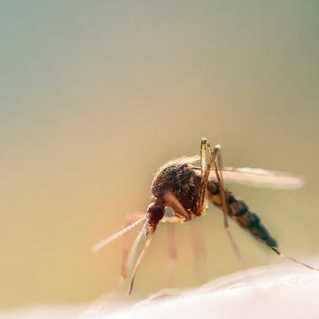 Why Prevention Matters Mosquitoes and ticks are more than just nuisances; they are carriers of serious diseases such as malaria, dengue fever, Zika virus, West Nile virus, chikungunya, Lyme disease, and Rocky Mountain spotted fever. Protecting yourself against these tiny but formidable vectors is essential for maintaining health and wellbeing.