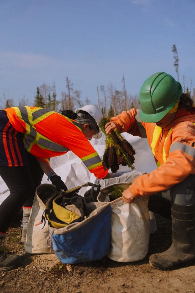 Integrity Reforestation employees on site putting tree seedlings in bags for their Canadian tree planting efforts