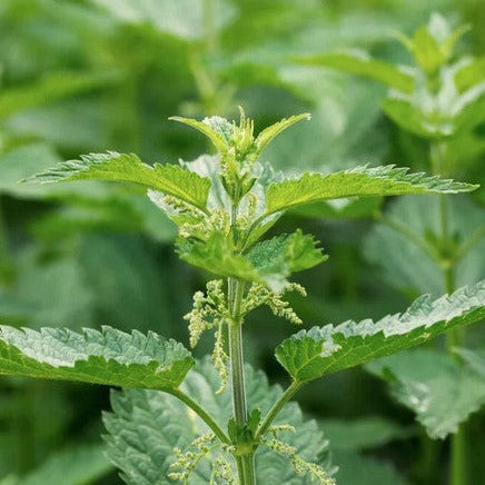 The Nettle extract in this Tanit Botanics oily and fine hair shampoo bar is rich in zinc, an element that balances the scalp's natural oils and pH.