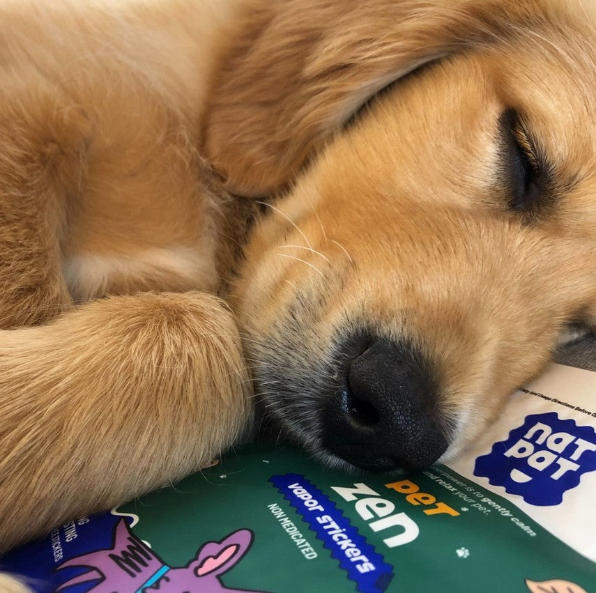 Dog lying on a package of NatPat Pet Zen vapor stickers
